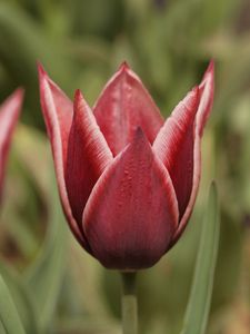 Preview wallpaper tulip, petals, flower, macro