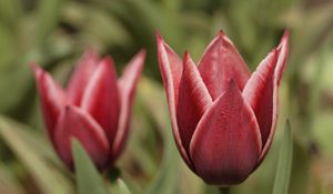 Preview wallpaper tulip, petals, flower, macro