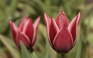 Preview wallpaper tulip, petals, flower, macro