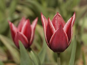 Preview wallpaper tulip, petals, flower, macro