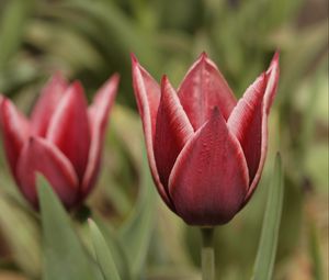 Preview wallpaper tulip, petals, flower, macro