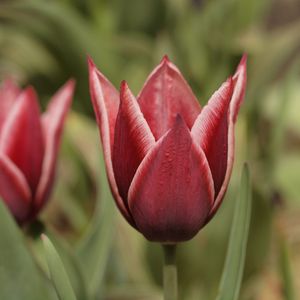 Preview wallpaper tulip, petals, flower, macro