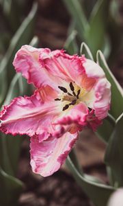 Preview wallpaper tulip, petals, flower, pollen, pink, macro