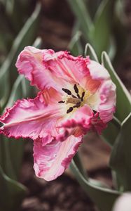 Preview wallpaper tulip, petals, flower, pollen, pink, macro