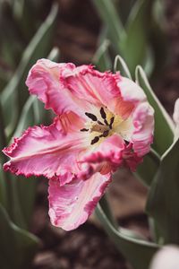 Preview wallpaper tulip, petals, flower, pollen, pink, macro