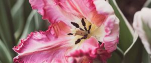 Preview wallpaper tulip, petals, flower, pollen, pink, macro