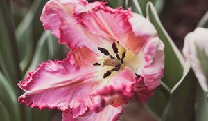 Preview wallpaper tulip, petals, flower, pollen, pink, macro