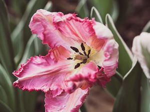 Preview wallpaper tulip, petals, flower, pollen, pink, macro