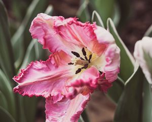 Preview wallpaper tulip, petals, flower, pollen, pink, macro