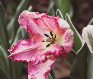 Preview wallpaper tulip, petals, flower, pollen, pink, macro