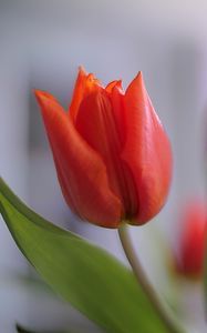 Preview wallpaper tulip, petals, flower, red, macro