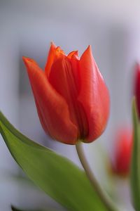 Preview wallpaper tulip, petals, flower, red, macro