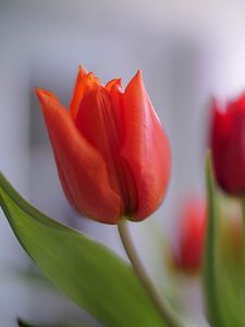 Preview wallpaper tulip, petals, flower, red, macro