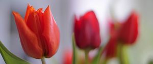 Preview wallpaper tulip, petals, flower, red, macro