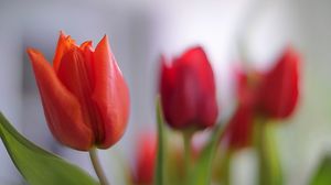 Preview wallpaper tulip, petals, flower, red, macro