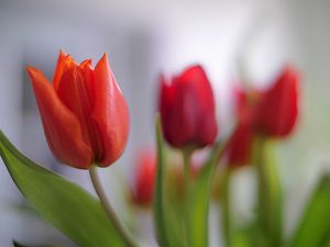 Preview wallpaper tulip, petals, flower, red, macro