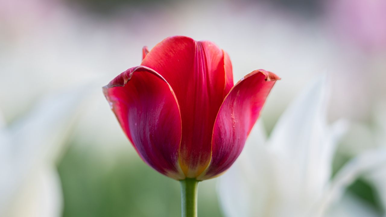 Wallpaper tulip, petals, flower, macro, stem