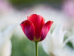 Preview wallpaper tulip, petals, flower, macro, stem