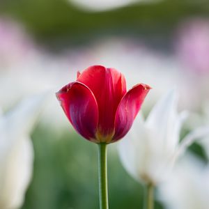 Preview wallpaper tulip, petals, flower, macro, stem