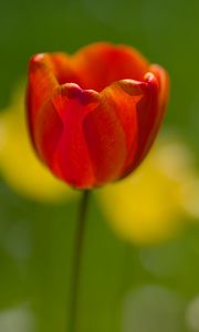 Preview wallpaper tulip, petals, macro, red, flower