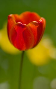 Preview wallpaper tulip, petals, macro, red, flower