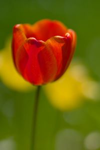 Preview wallpaper tulip, petals, macro, red, flower