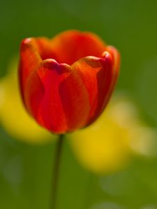 Preview wallpaper tulip, petals, macro, red, flower