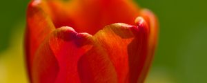 Preview wallpaper tulip, petals, macro, red, flower