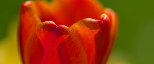 Preview wallpaper tulip, petals, macro, red, flower