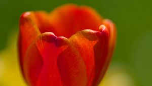 Preview wallpaper tulip, petals, macro, red, flower