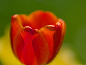 Preview wallpaper tulip, petals, macro, red, flower