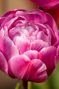 Preview wallpaper tulip, petals, macro, flower, pink
