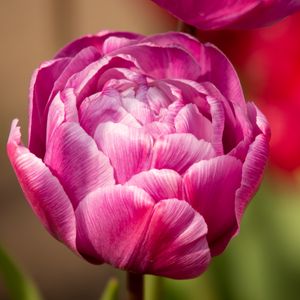 Preview wallpaper tulip, petals, macro, flower, pink