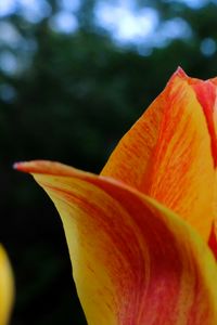 Preview wallpaper tulip, petals, macro, red, yellow