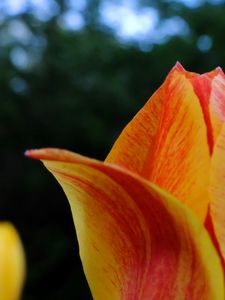 Preview wallpaper tulip, petals, macro, red, yellow