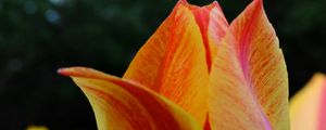 Preview wallpaper tulip, petals, macro, red, yellow