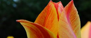 Preview wallpaper tulip, petals, macro, red, yellow