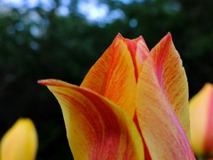 Preview wallpaper tulip, petals, macro, red, yellow