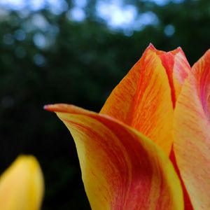 Preview wallpaper tulip, petals, macro, red, yellow