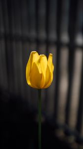 Preview wallpaper tulip, petals, minimalism, yellow