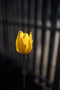 Preview wallpaper tulip, petals, minimalism, yellow