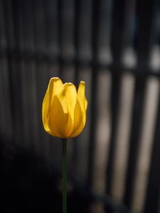 Preview wallpaper tulip, petals, minimalism, yellow