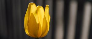 Preview wallpaper tulip, petals, minimalism, yellow
