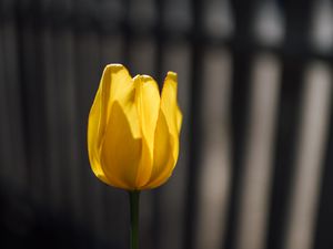 Preview wallpaper tulip, petals, minimalism, yellow