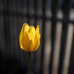 Preview wallpaper tulip, petals, minimalism, yellow