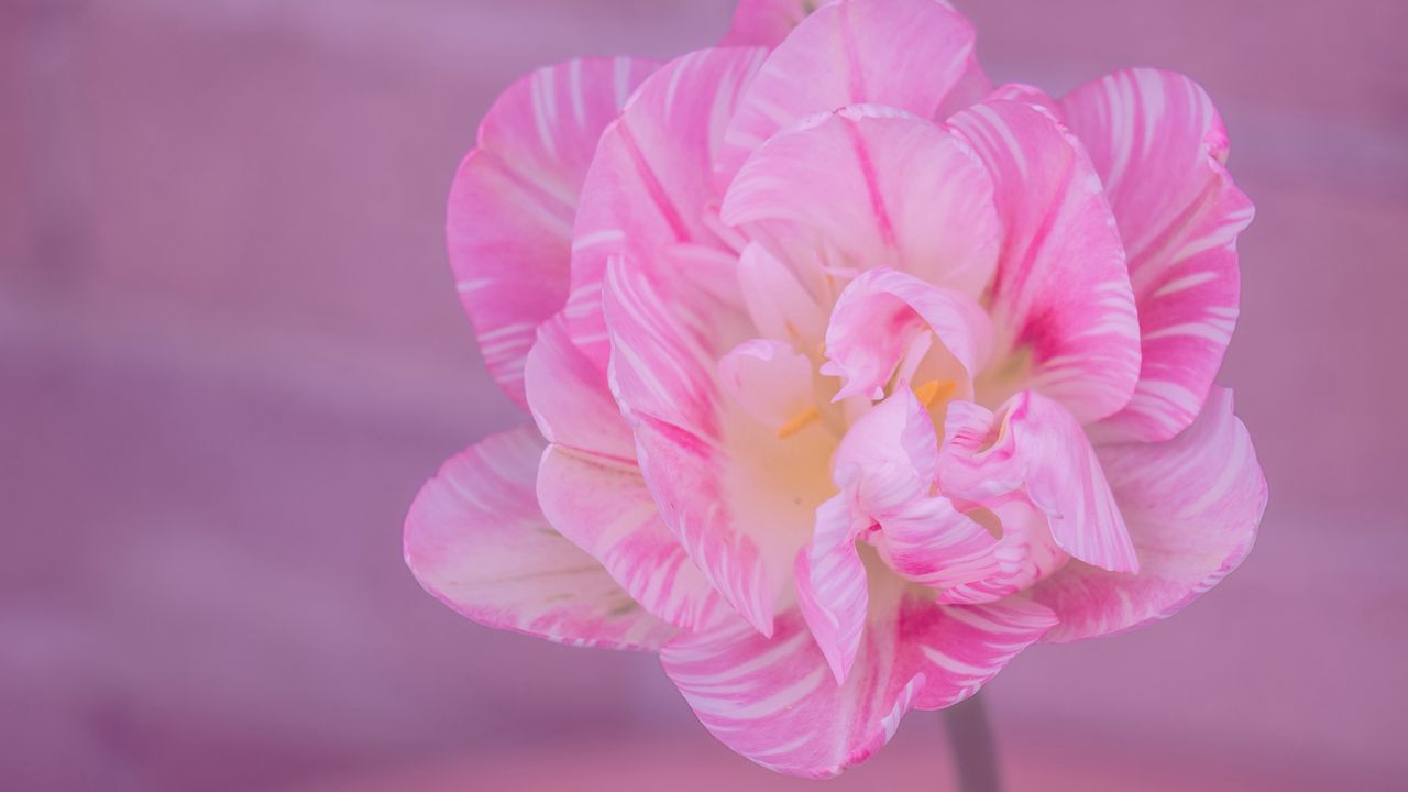 Wallpaper tulip, petals, pink, flower