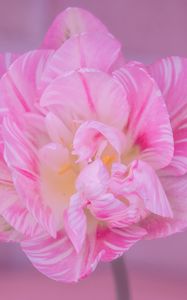 Preview wallpaper tulip, petals, pink, flower