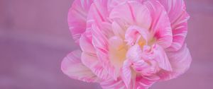 Preview wallpaper tulip, petals, pink, flower