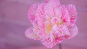 Preview wallpaper tulip, petals, pink, flower