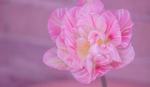 Preview wallpaper tulip, petals, pink, flower